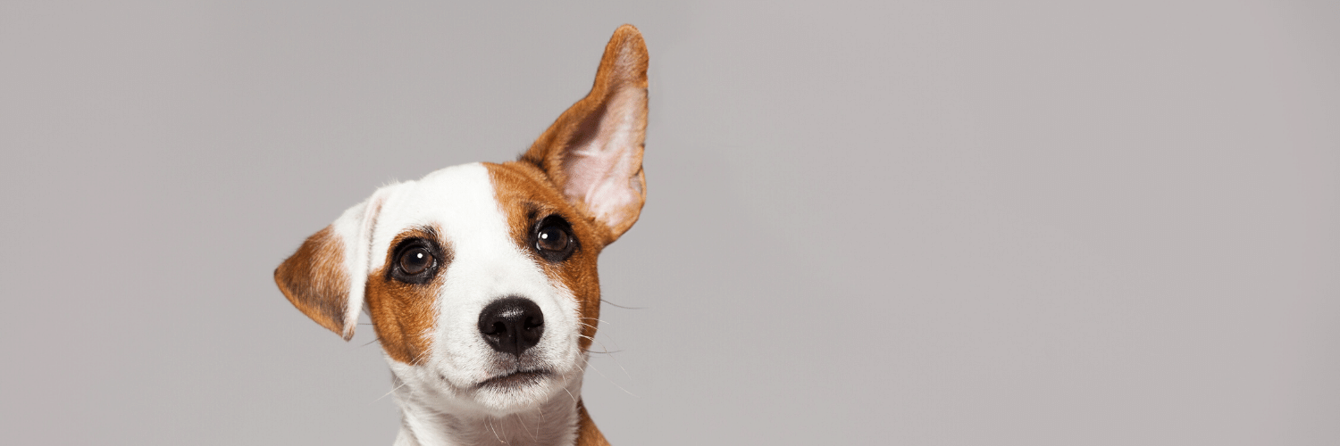 What Does The Term _Dog Ears_ Mean PRMA Plastic Surgery